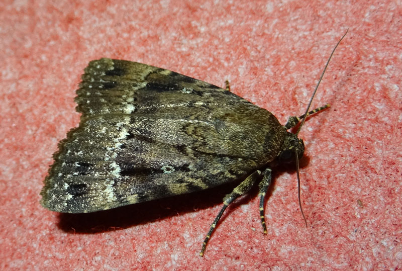 Amphipyra pyramidea - Noctuidae